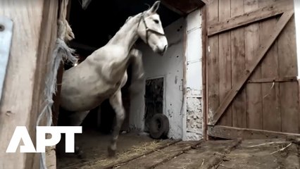 137 Horses at Risk: Ukraine Races to Evacuate Stud Farms as Russian Forces Push Closer to Frontline