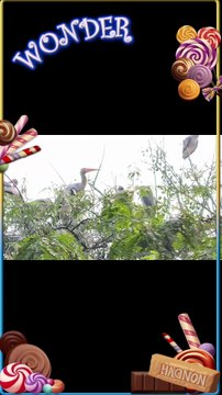 Meet the majestic Painted Stork 🕊️ — one of India’s most stunning wetland birds! 🇮🇳