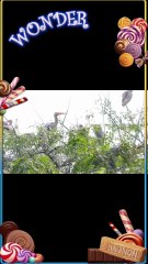 Meet the majestic Painted Stork 🕊️ — one of India’s most stunning wetland birds! 🇮🇳