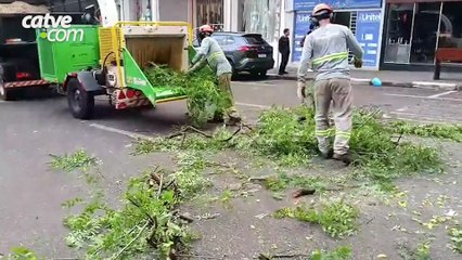 Poda e remoção de árvores interditam trecho no centro de Toledo