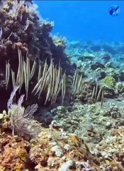 Рыба-бритва