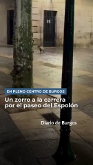 Primero ratas, ahora zorros en pleno centro de Burgos