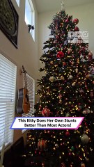Cat Pulls Off Wild Christmas Tree Jump Like a Mini Action Hero|| Heartsome 💖