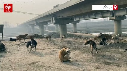 کشمیر: آوارہ کتوں کے کاٹنے کے بڑھنے واقعات کے بیچ حکومت متحرک، کئی احکامات صادر