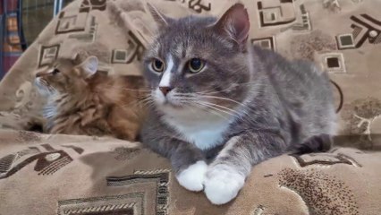 tn7-publireportaje-dos-pinos-101225