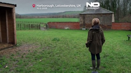 Csatlakozott a csordához egy brit farmon Lars, az emberek között nevelkedett fiatal rénszarvas