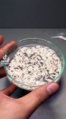 Growing Rice time-lapse #amazingtube  #plants  #rice  #growingrice