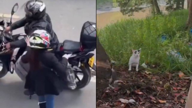 VIDEO | Pareja en moto arrojó a un gato bebé a unos matorrales en Bogotá: ¿qué pasó con él?