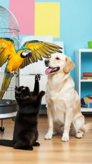 Do you see it friendship or not_#cat #catvideos #funny #dog #parrot