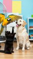 Do you see it friendship or not_#cat #catvideos #funny #dog #parrot