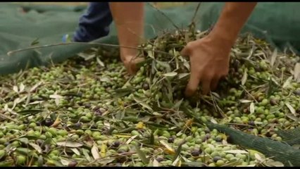 Oleifici Barbera: campagna promettente, ma dazi e dollaro preoccupano