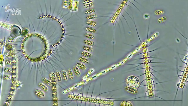 Our Oceans Are Turning Green Faster Than Ever — Scientists Explain Why