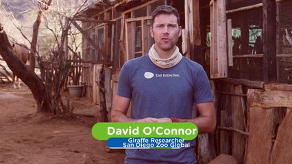 How a Giraffe Orphanage in Kenya Is Saving Lives—and Inspiring Visitors