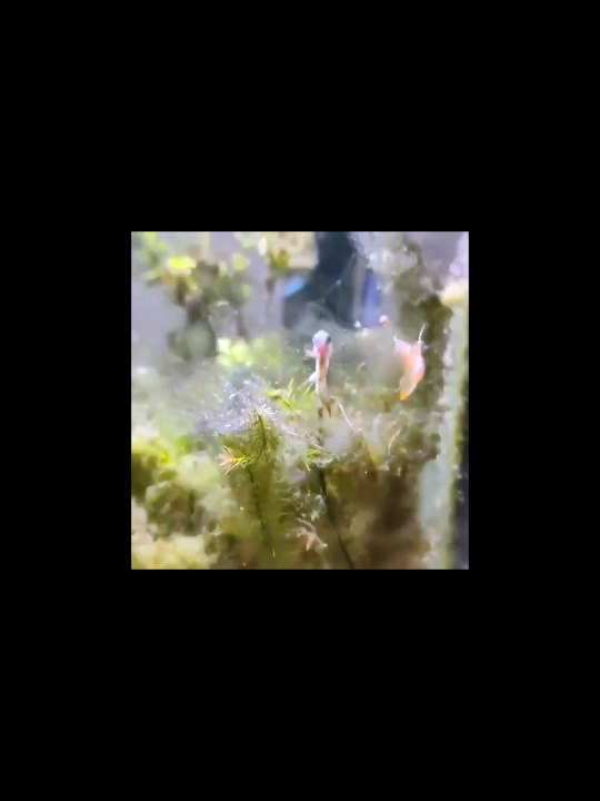 Firefish Goby (Fish Playing)