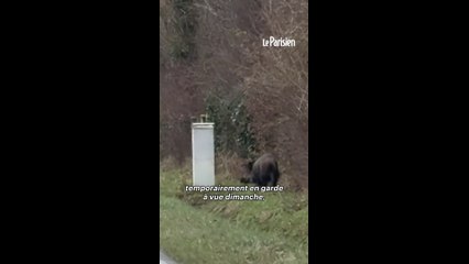 Un chasseur tire sur un sanglier devant des automobilistes