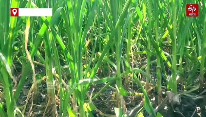 सर्दियों में मौसम की मार से तबाह हो सकती है सब्जियां, विशेषज्ञ से जानें कैसे रखें सुरक्षित