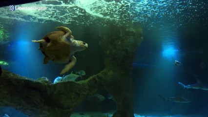 El Zoo de Madrid instala su tradicional Belén acuático de tiburones junto al GEAS