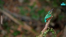 Kingfisher Dad Shows off Prized Catch