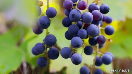 Col d'Orcia vienpremiata da Wine Enthusiast