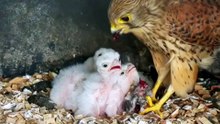 Brooding Kestrel Cam