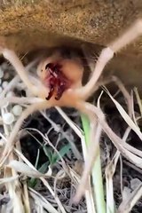 Camel Spiders scream when they are feeling threatened