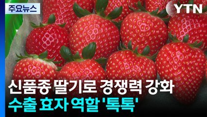 신품종 딸기로 경쟁력 강화...수출 효자 역할 '톡톡' / YTN