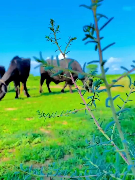 😁😆😁😆😁Village NaTure