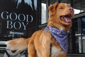 ¡Él es Indy, el primer perro nominado a Mejor Actor en unos premios!