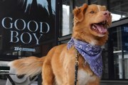 ¡Él es Indy, el primer perro nominado a Mejor Actor en unos premios!