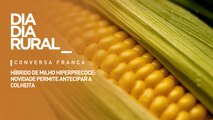 Híbrido de milho hiperprecoce: novidade permite antecipar a colheita