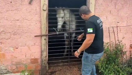 PCPR prende homem e resgata cavalo vítima de maus-tratos em Pinhais
