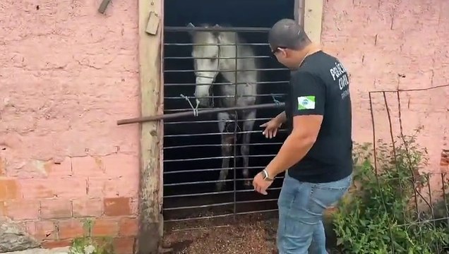 PCPR prende homem e resgata cavalo vítima de maus-tratos em Pinhais