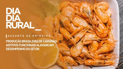 Produção brasileira de camarão: aditivos funcionais alavancam desempenho do setor