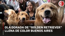 Ola dorada de perros “golden retriever” llena de color y diversión un día feriado en Argentina