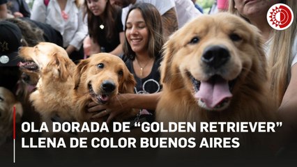 Ola dorada de perros “golden retriever” llena de color y diversión un día feriado en Argentina