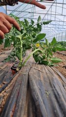 How to tie strings to grafted and double-stemmed tomato plants?
