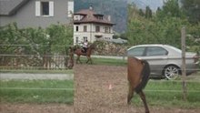 Jimini 25.05.08