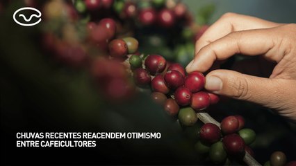 Chuvas recentes reacendem otimismo entre cafeicultores