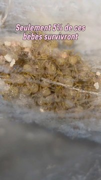 95% des bébés araignées n'atteindront pas le stade adulte.Les araignées malgré leur statut de prédateur peuvent aussi servir de nourriture aux autres !C'est aussi pour ces raisons que les araignées pondent une quantité exceptionnelle d'œufs.