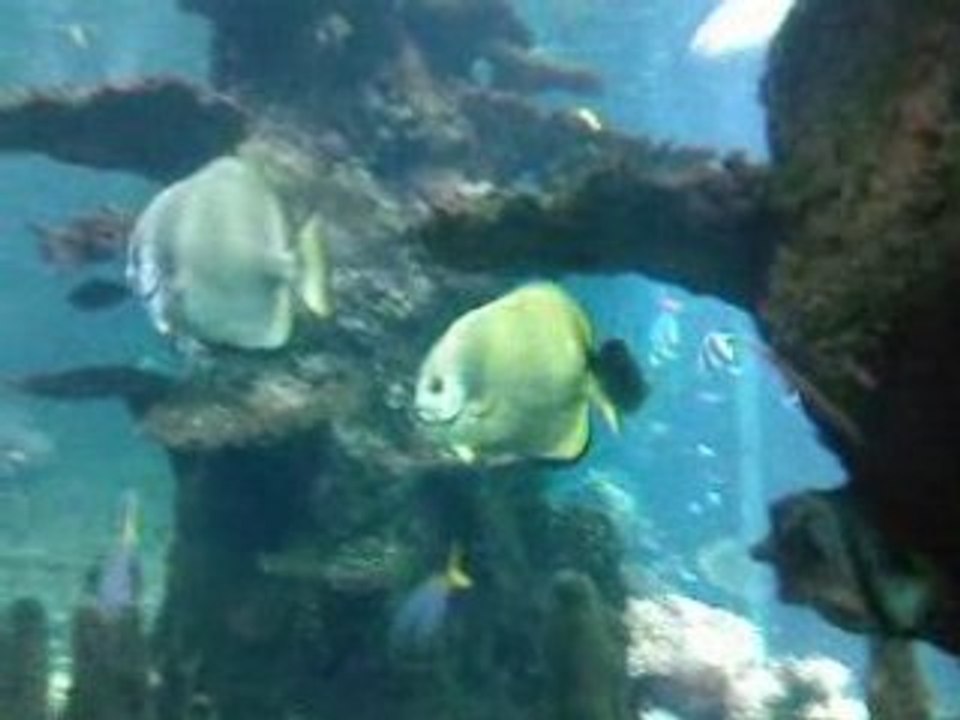 Poissons exotique a nausicaa