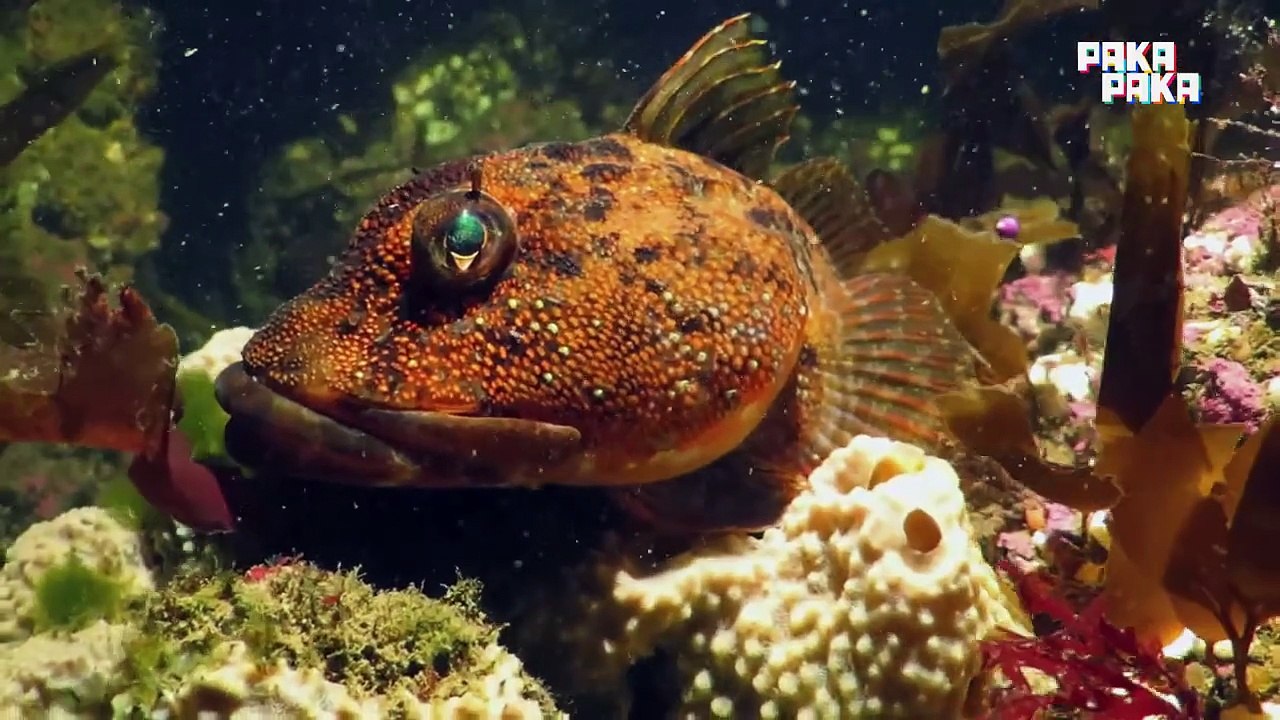 Inteligencia Animal - Cap. 13 El yaguareté - Pakapaka