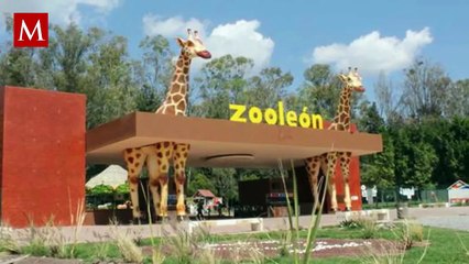 Así ocurrió la tragedia en el Zoológico de León: 24 borregos muflones muertos