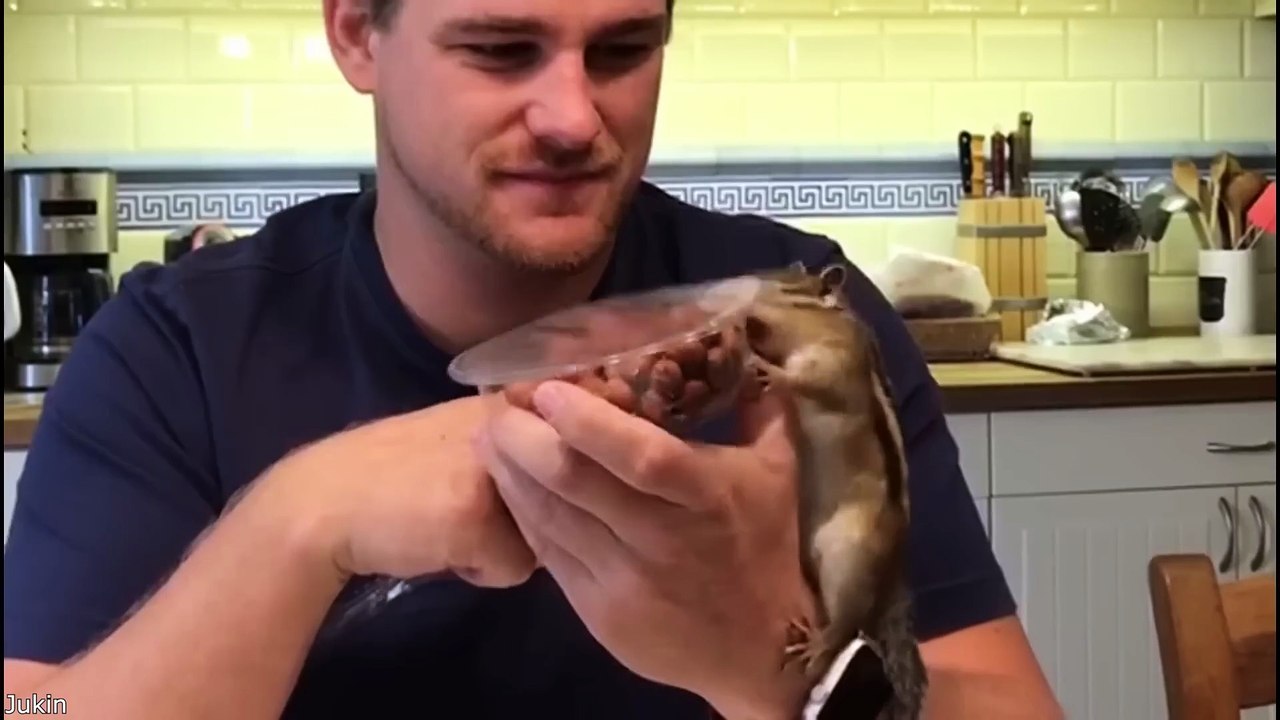 Funny videos animal
