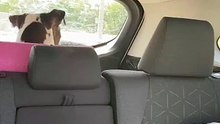 Dog Declares War on Windshield Wipers and Wins
