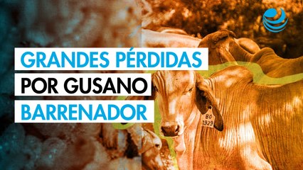 CNOG advierte sobre pérdidas por 700 millones de dólares ante freno de exportación de ganado por gusano barrenador