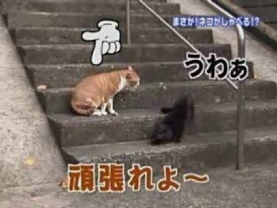 les chats du japon LOL (^_^)