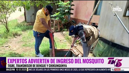 Advierten de ingreso del mosquito Tigre, transmisor de dengue y Chikungunya