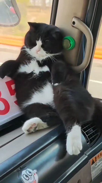cat leave