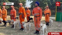 मलबे में दबे शव हो या कंकाल, सब ढूंढ निकालते हैं NDRF के कैडेवर DOGS, देखिए कैसे दी जाती है ट्रेनिंग?