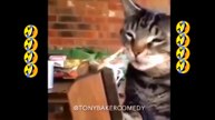 Funniest Cat Moments Ever! 😃